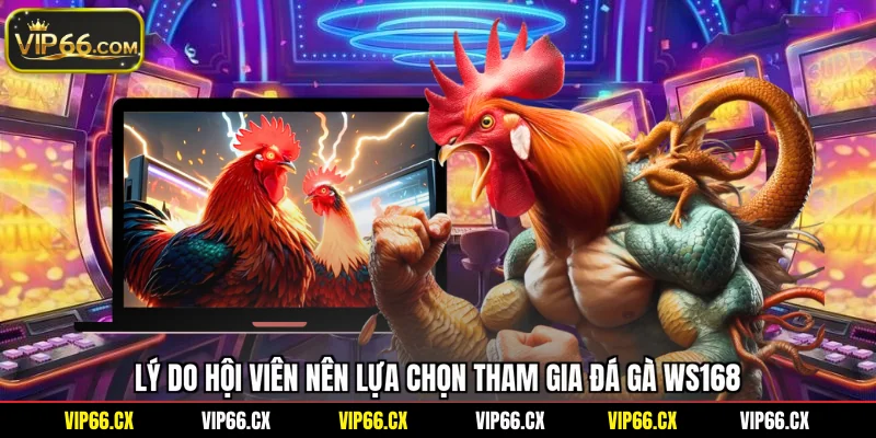 Lý do hội viên nên lựa chọn tham gia đá gà WS168